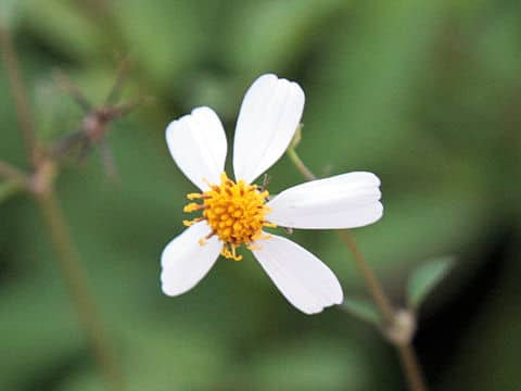 Bidens alba