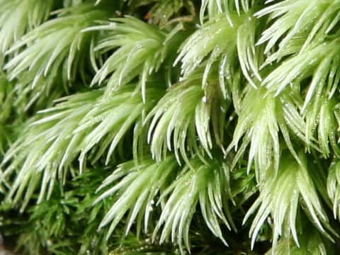 Leucobryum scabrum