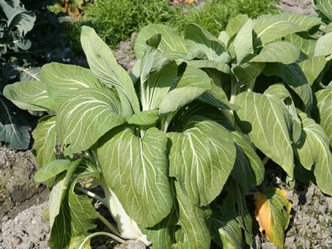 Brassica campestris var. amplexicaulis