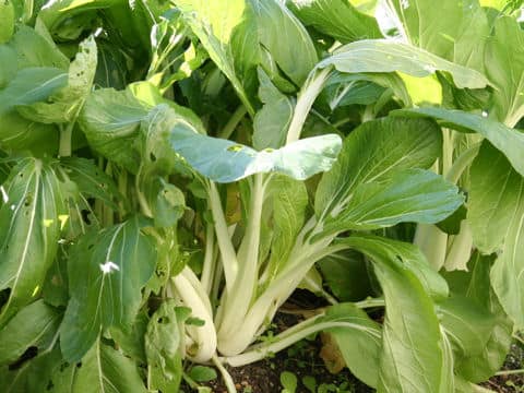 Brassica campestris var. amplexicaulis