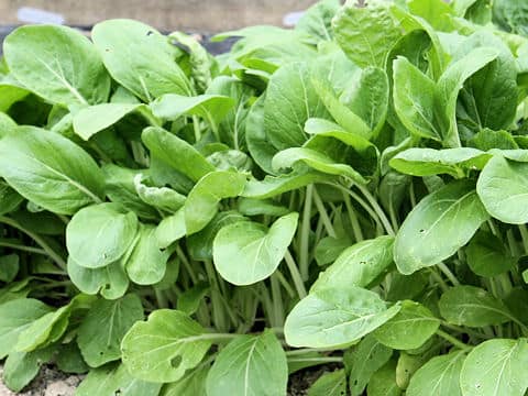Brassica campestris var. amplexicaulis