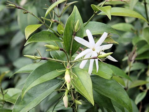 Jasminum nitidum