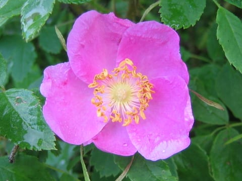 Rosa acicularis