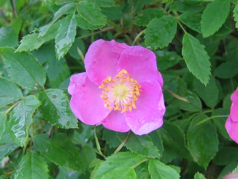 Rosa acicularis