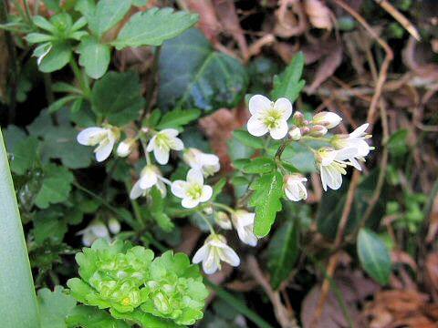 Cardamine regeliana
