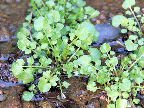 Cardamine regeliana