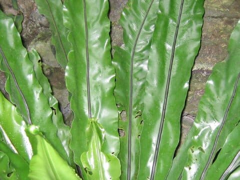 Asplenium antiquum