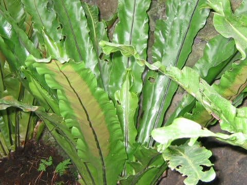 Asplenium antiquum