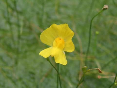 Utricularia gibba