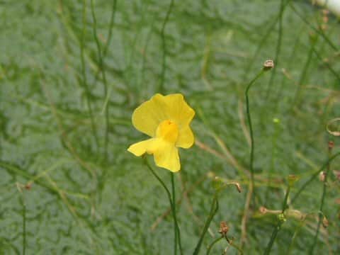Utricularia gibba