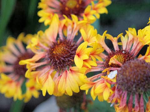 Gaillardia x grandiflora cv. Kobold