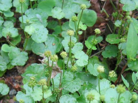 Hydrocotyle ramiflora
