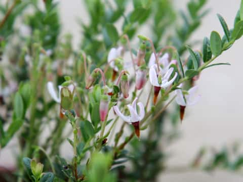 Vaccinium macrocarpon