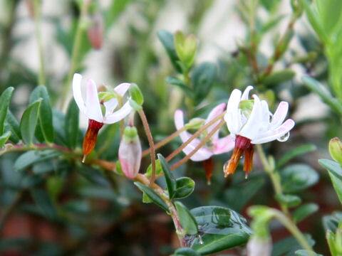 Vaccinium macrocarpon