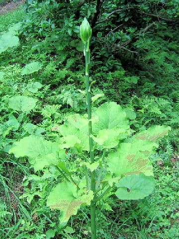 Cardiocrinum cordatum var. glehnii