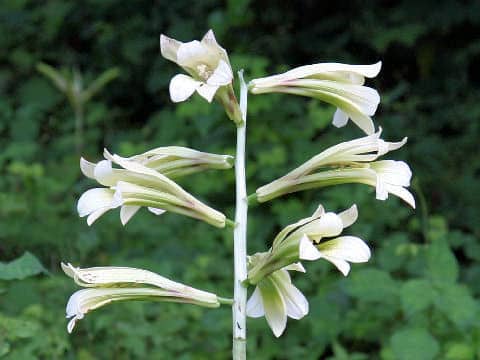 Cardiocrinum cordatum var. glehnii