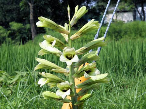 Cardiocrinum cordatum var. glehnii