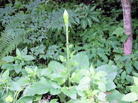 Cardiocrinum cordatum var. glehnii