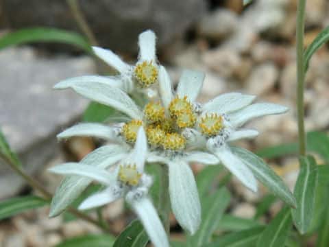 Leontopodium hayachinense var. miyabeanum