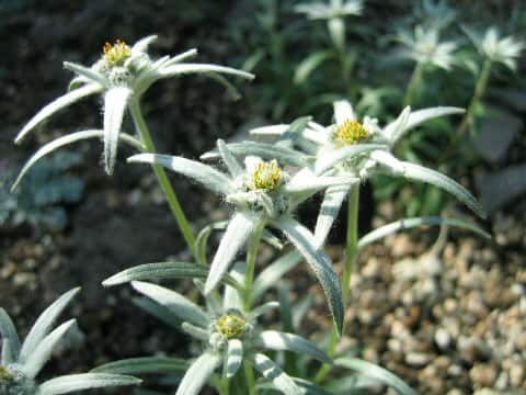 Leontopodium hayachinense var. miyabeanum
