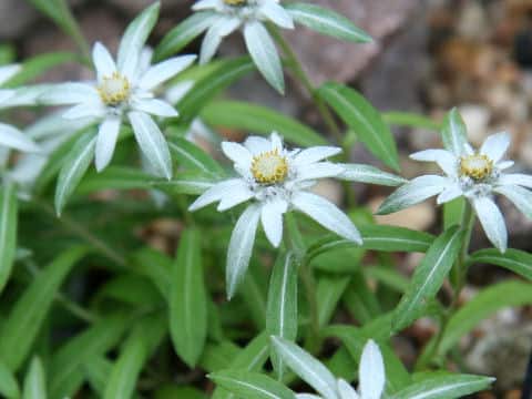 Leontopodium hayachinense var. miyabeanum