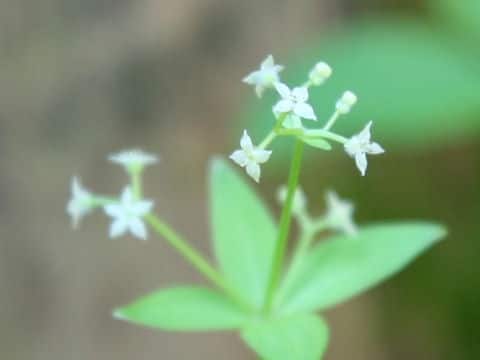 Galium kamtschaticum var. acutifolium