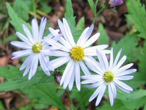 Aster incisus