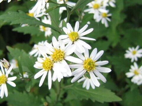 Aster incisus