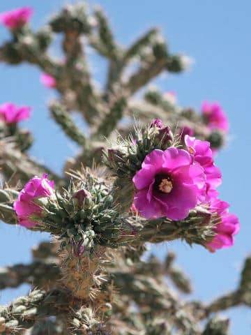 Opuntia imbricata