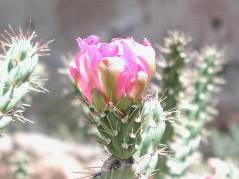 Opuntia imbricata