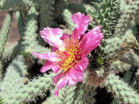 Opuntia imbricata