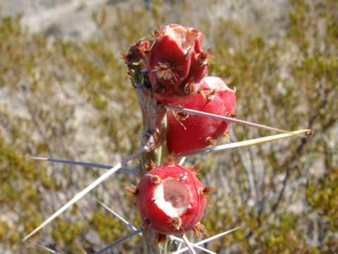 Opuntia leptocaulis