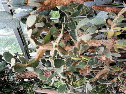 Opuntia leucotricha