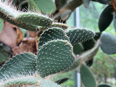 Opuntia leucotricha