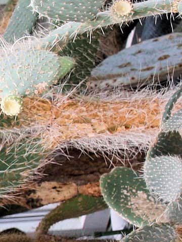 Opuntia leucotricha