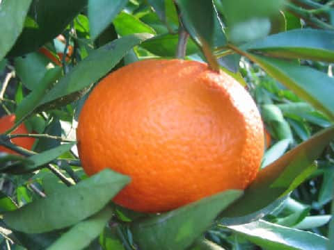 Citrus sinensis