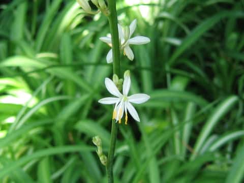Chlorophytum comosum cv. Picturatum