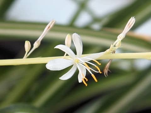 Chlorophytum comosum cv. Vittatum