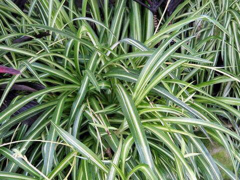 Chlorophytum comosum cv. Vittatum