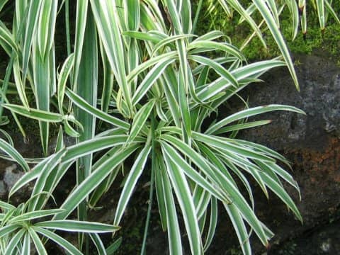 Chlorophytum comosum cv.Variegatum