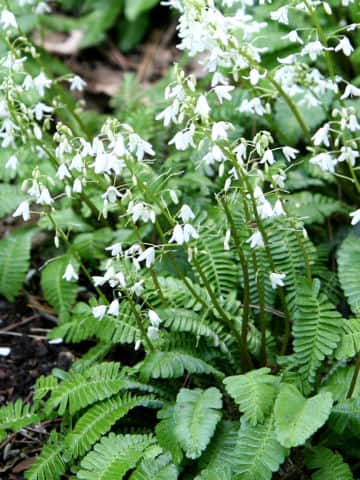 Pteridophyllum racemosum