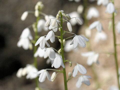 Pteridophyllum racemosum