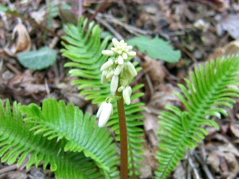 Pteridophyllum racemosum