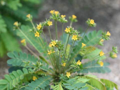Biophytum sensitivum