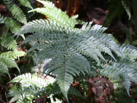 Dryopteris crassirhizoma