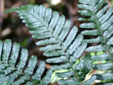 Dryopteris crassirhizoma