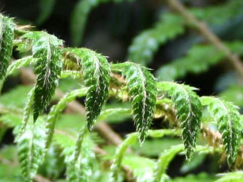 Dryopteris crassirhizoma
