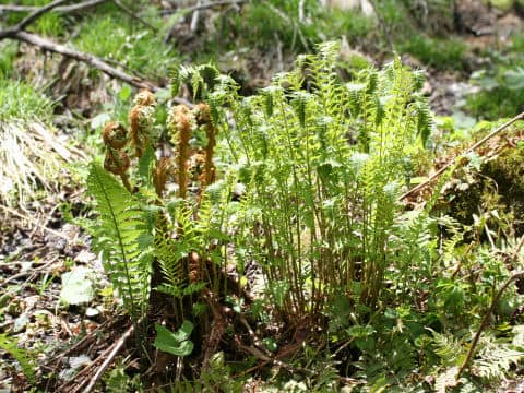Dryopteris crassirhizoma