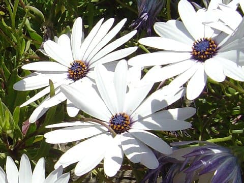 Osteospermum ecklonis