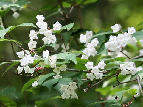 Viburnum phlebotrichum